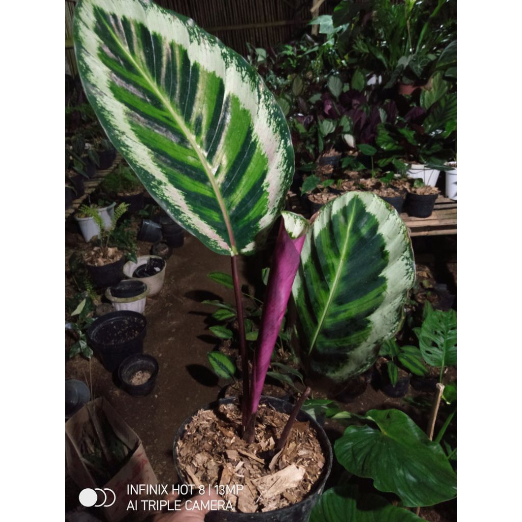 jenis tanaman hias hidup