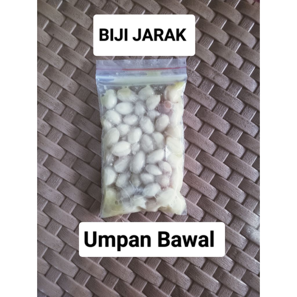 Umpan Bawal Biji Jarak Fermentasi
