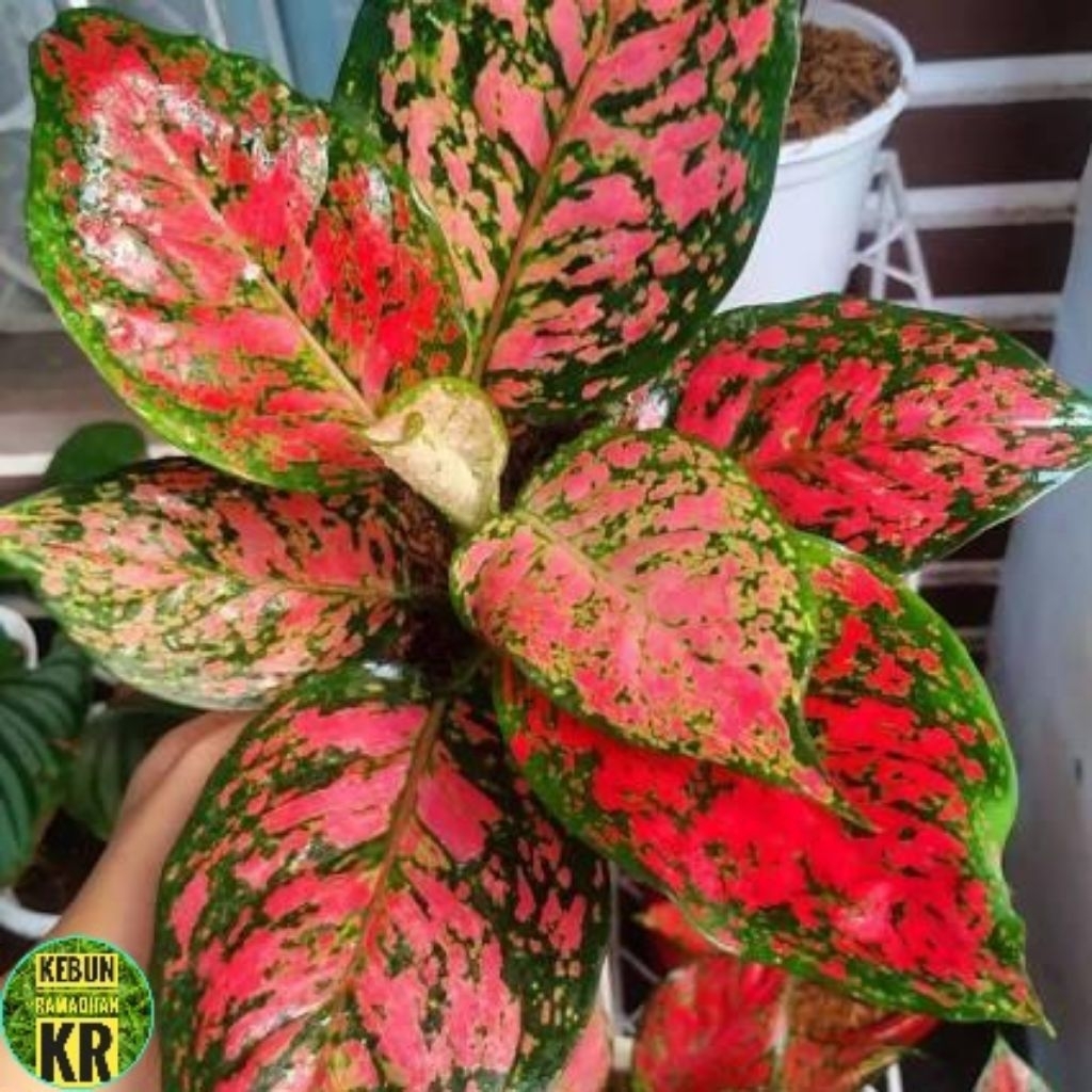 Tanaman Hias Murah Aglonema Dud Anja Merah Aglonema Cantik