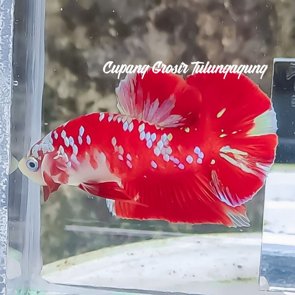 RED KOI GALAXY SIAP BREEDING TOP GRADE 15K