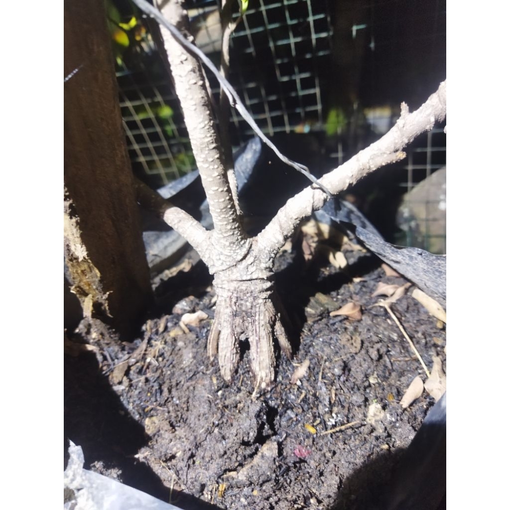 Bahan bonsai kimeng prospek the max