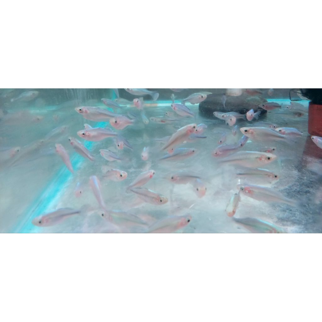 IKAN RAINBOW BIRU LACUSTRIC 4CM