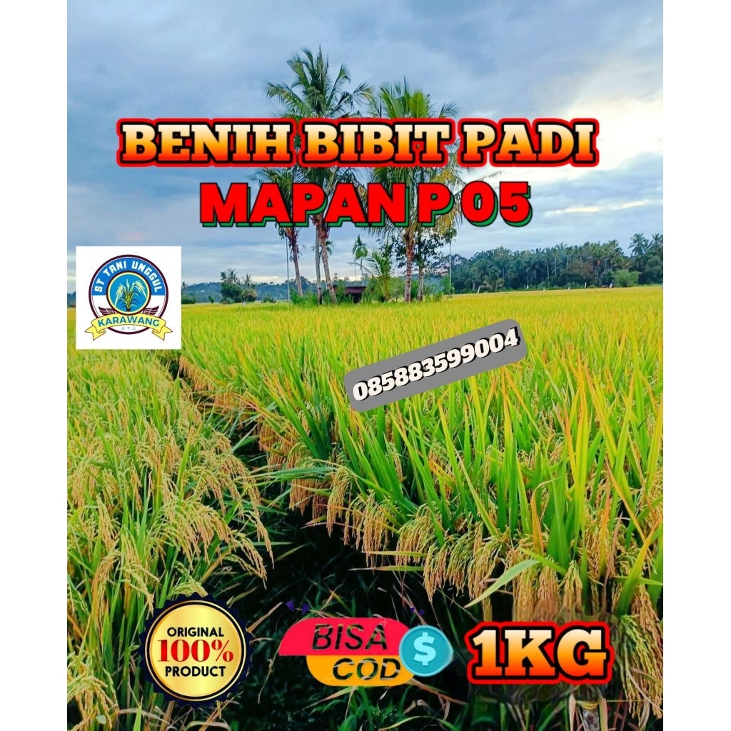 BENIH BIBIT PADI UNGGUL MAPAN P05 KEMASAN 1KG