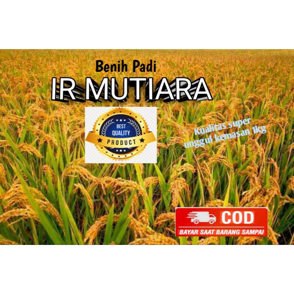 BENIH BIBIT PADI IR MUTIARA BENIH PADI BERKUALITAS ORIGINAL KEMASAN IKG