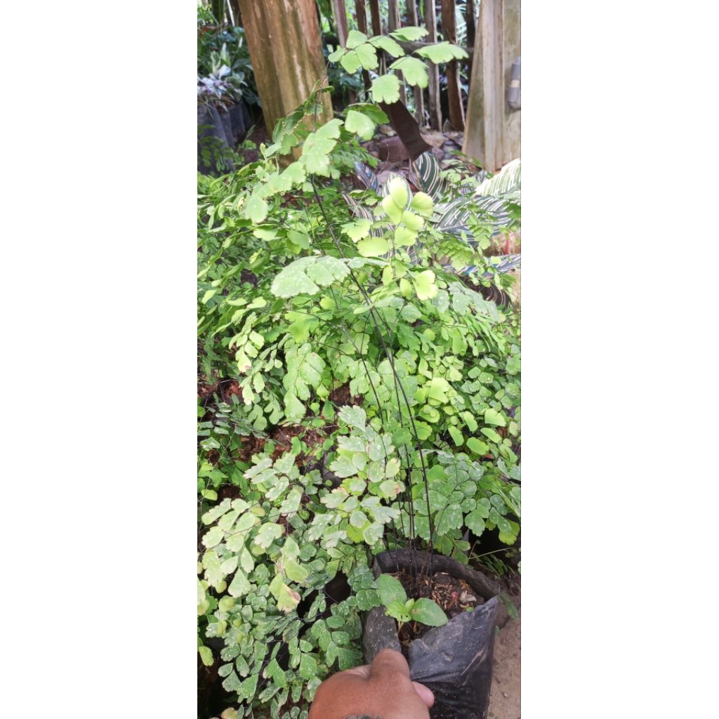 Tanaman suplir atau Adiantum