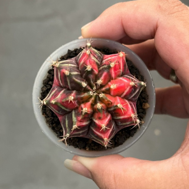Kaktus Gymno hybrid Red x Daydream