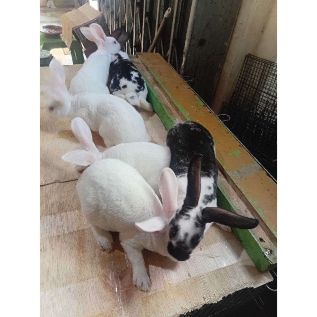 kelinci rex bulu karpet