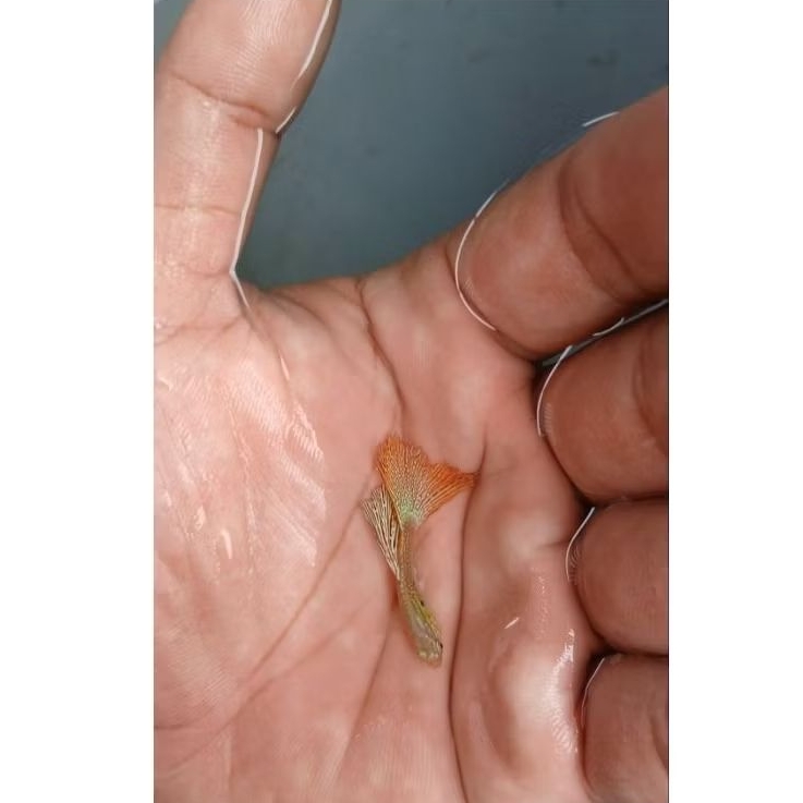 Hiasan Aquarium Guppy Red Lace