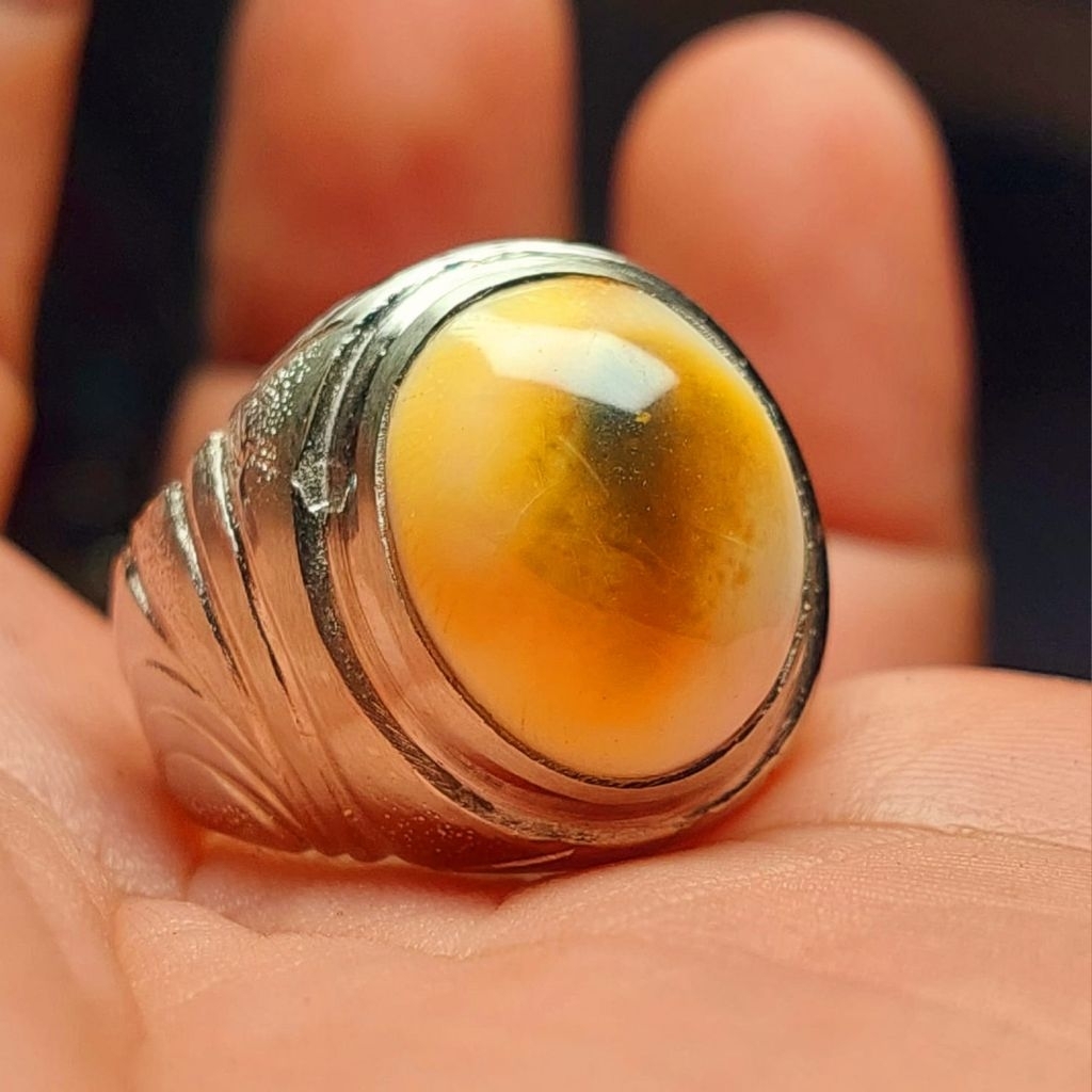 Cincin keong buntet laut asli keong tembus senter