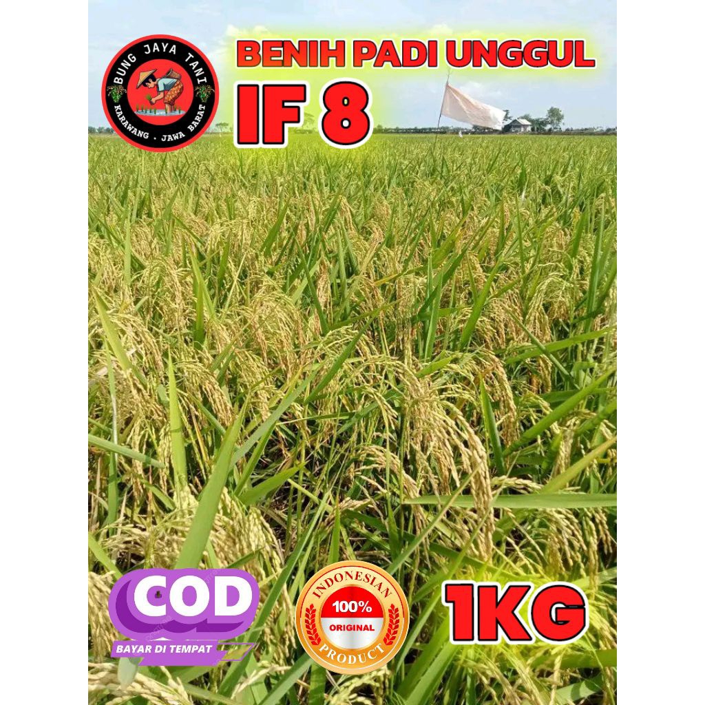 BENIH PADI UNGGUL BERKUALITAS IF 8 KEMASAN 1KG