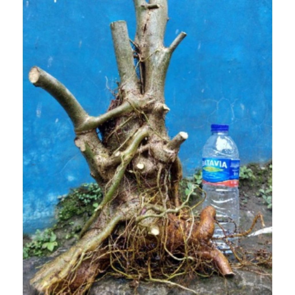 bahan bonsai amplas putih dongkelan