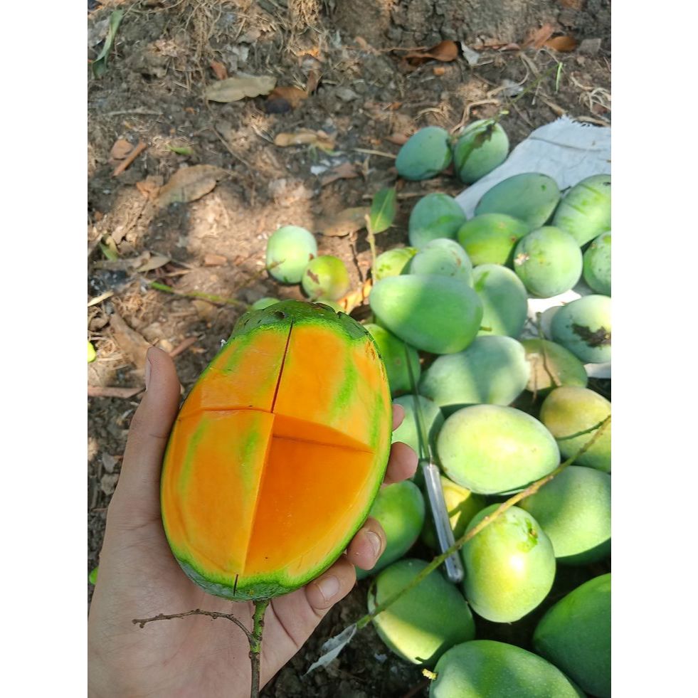 BUAH MANGGA MANALAGI 1KG | KHAS PASURUAN JATIM