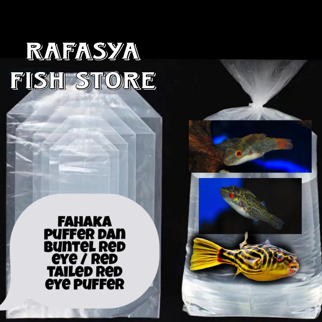 ETALASE BOLA FAHAKA & PUFFER RED EYE GRADE A