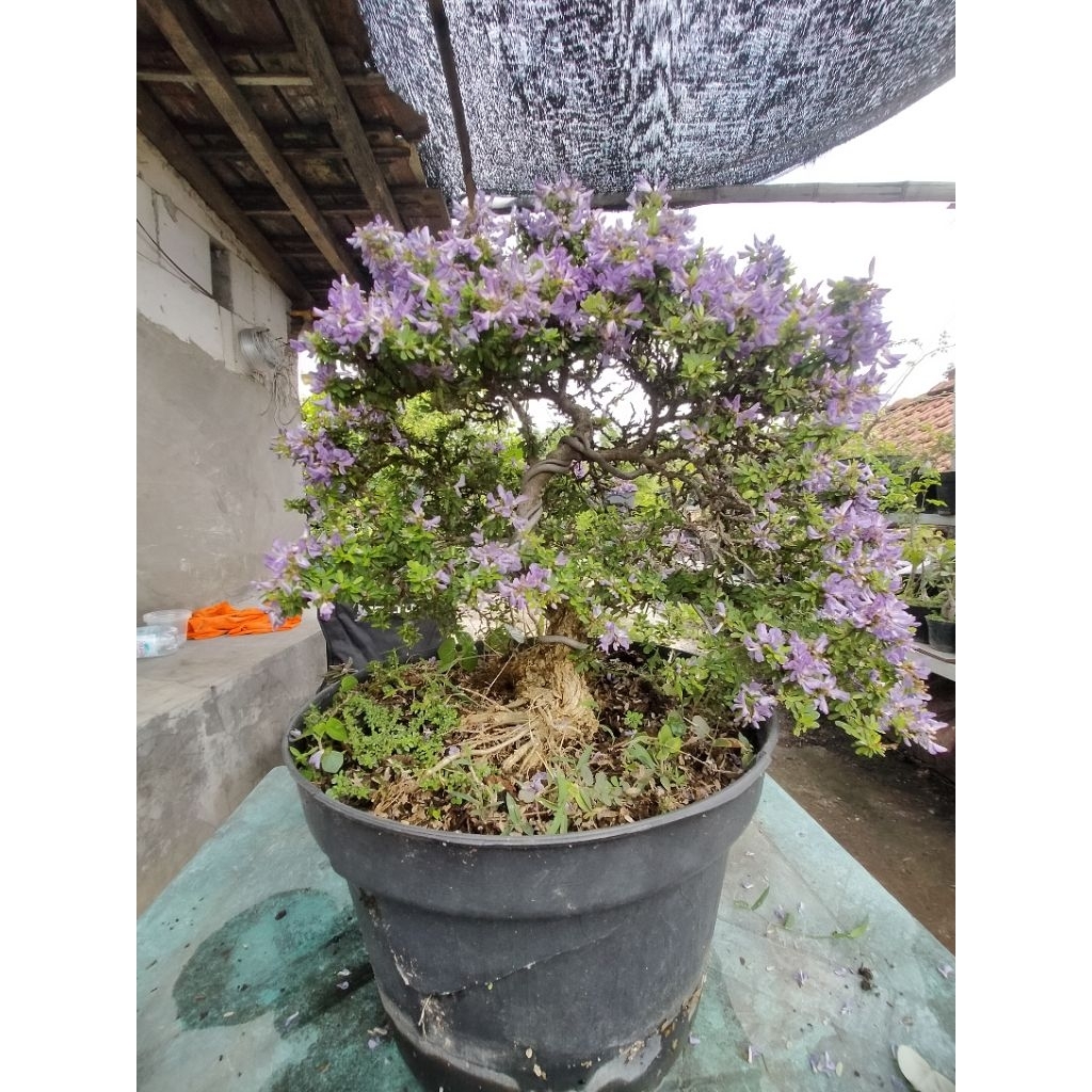 Bonsai jadi Saeng Simbur Super micro Thailand / SS Thailand ukuran besar