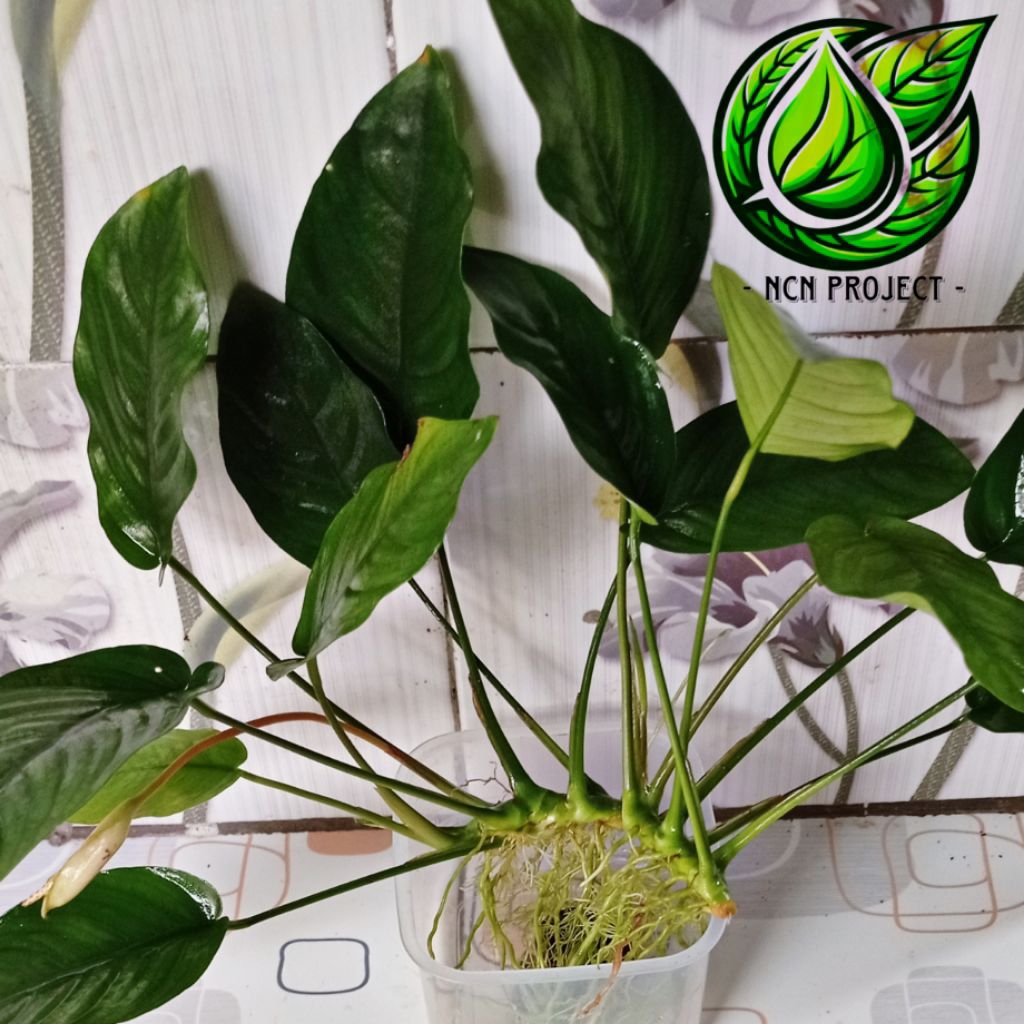 Anubias NANA jumbo  tanaman aquascape low CO²