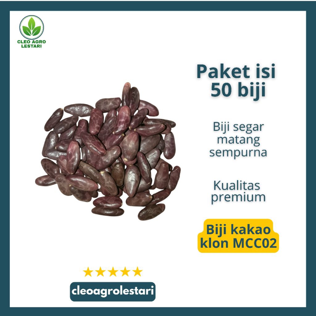 Buah/biji Kakao MCC02 Unggul – Biji Kakao Siap Semai Kualitas Premium