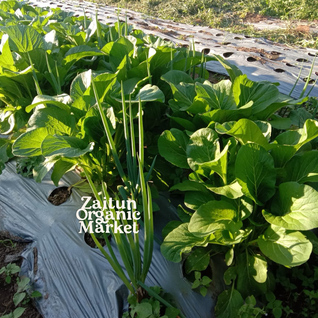 Sawi manis organik | 1 kg | sawi hijau lokal | sawi bukittinggi | sawi manis hijau