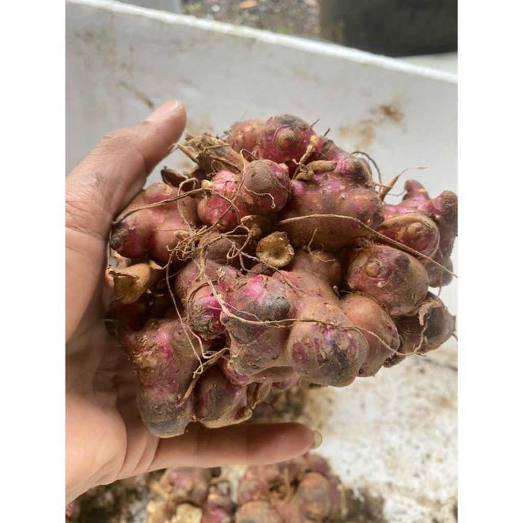 bibit tunas/rimpang umbi yacon termurah