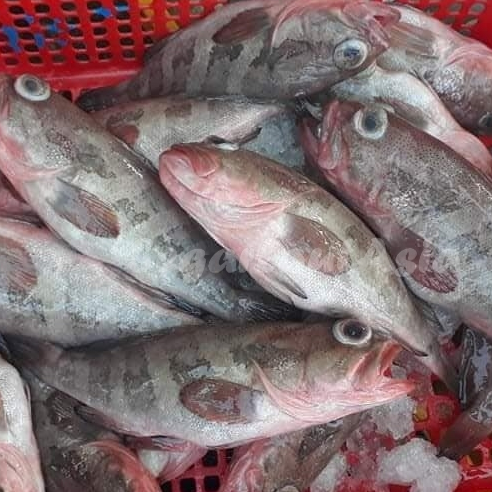 Ikan Kerapu 1Kg Ikan Kerapu Segar Ikan Kerapu kodok Ikan Krapu Grouper Fish Seafood Ikan Laut Ikan S