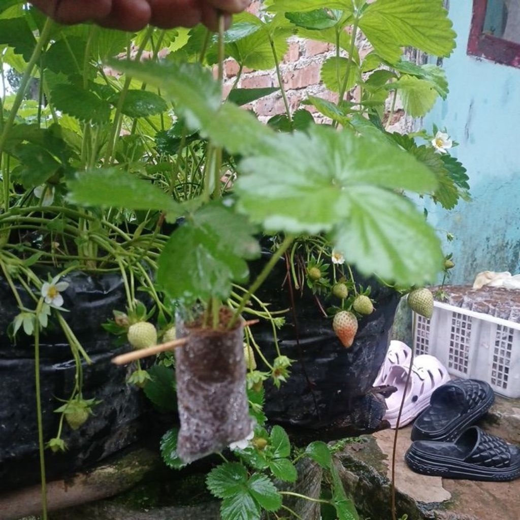 bibit  indukan strawberry