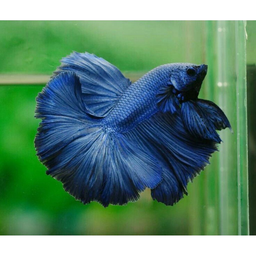 (PROMO) Halfmoon RoseTail ROYAL BLUE SOLID Male SizeM+