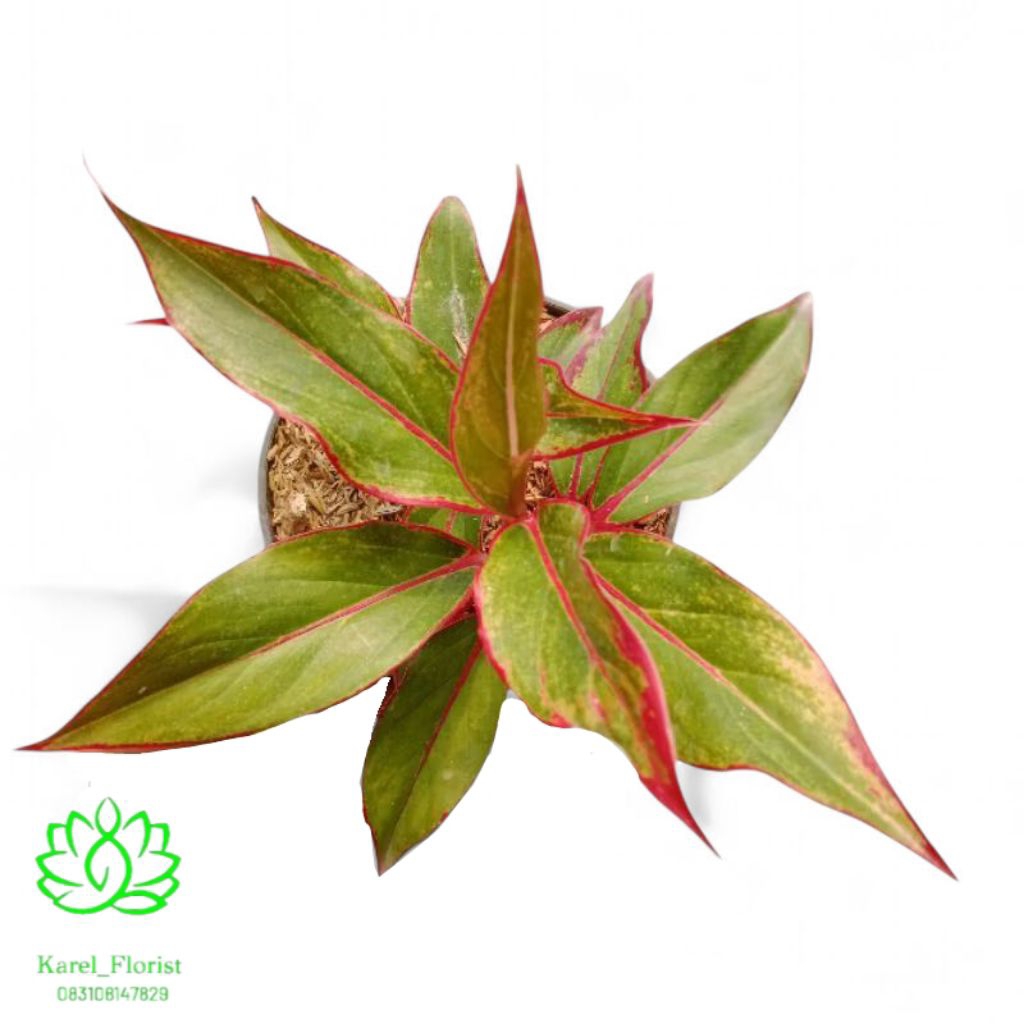 Tanaman hiyas Aglonema Lipstik merah
