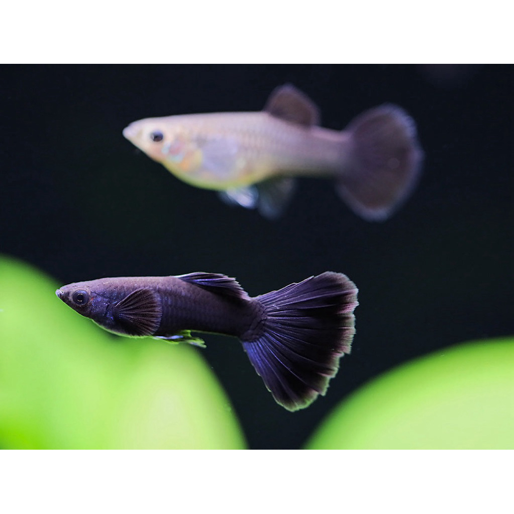 guppy black moscow sepasang