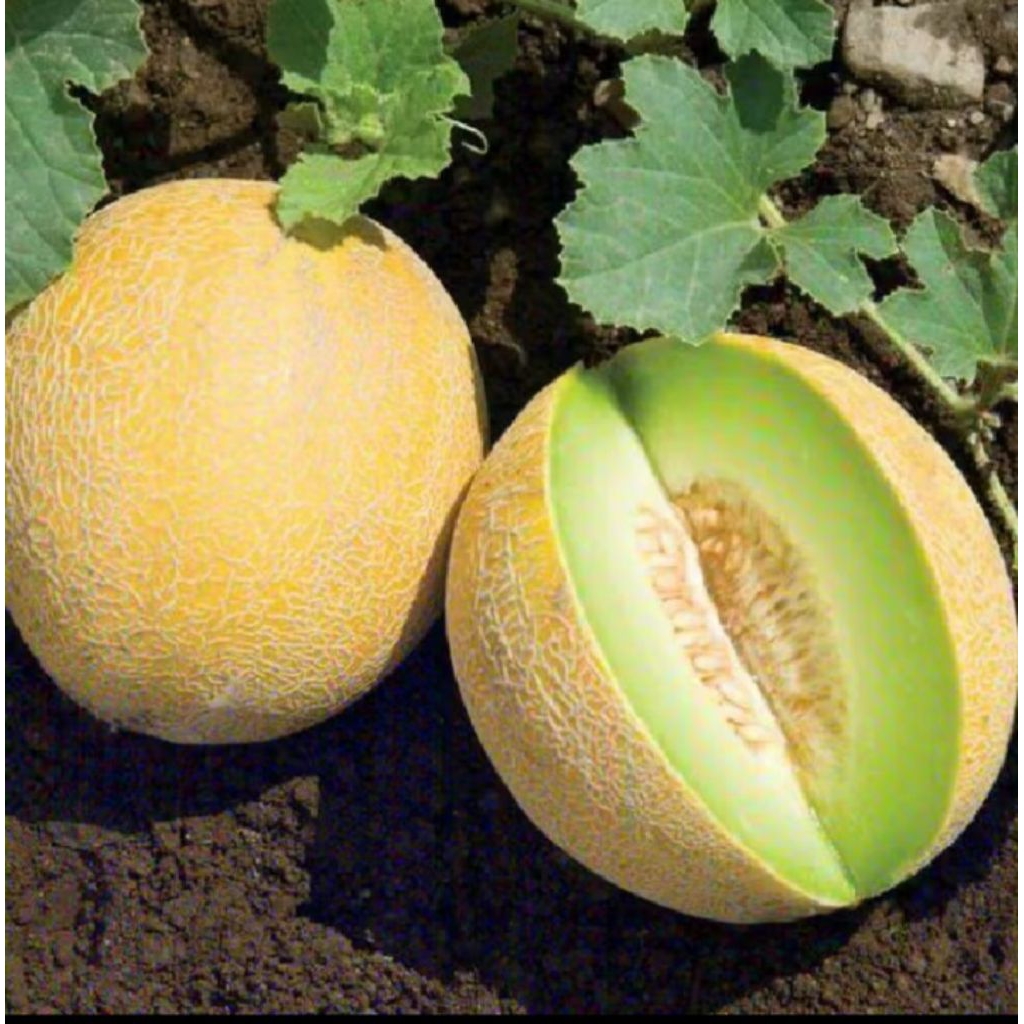 TERLARIS 100 BENIH MELON MADU SUPER  MANIS