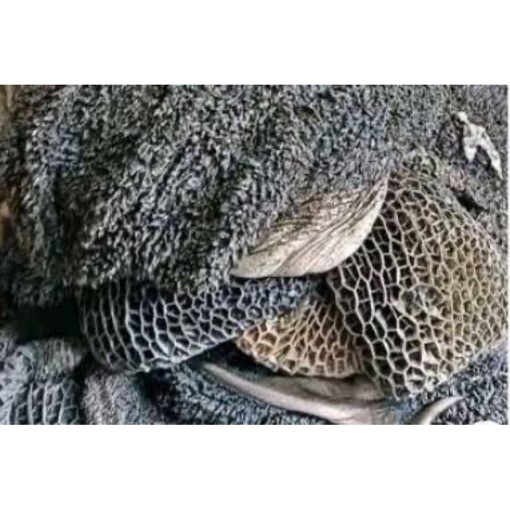 Babat sapi 500 gr Bandung