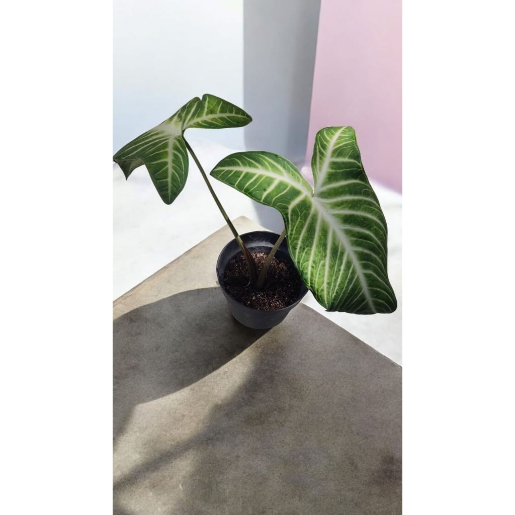 Tanaman Hias Lindeni ( Zebra)