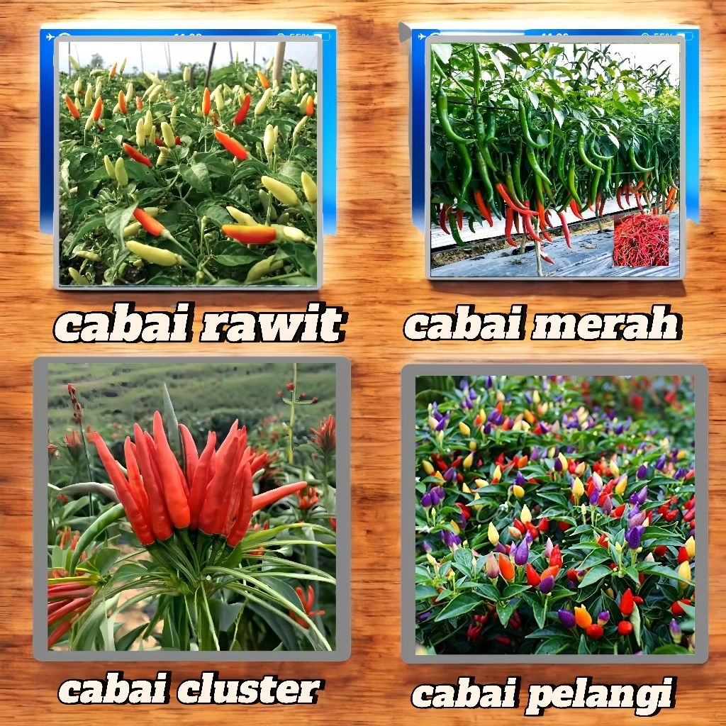 Bibit Cabai Pelangi l Bibit Cabai Rawit l Bibit Cabai Cluster l Bibit Cabai Merah