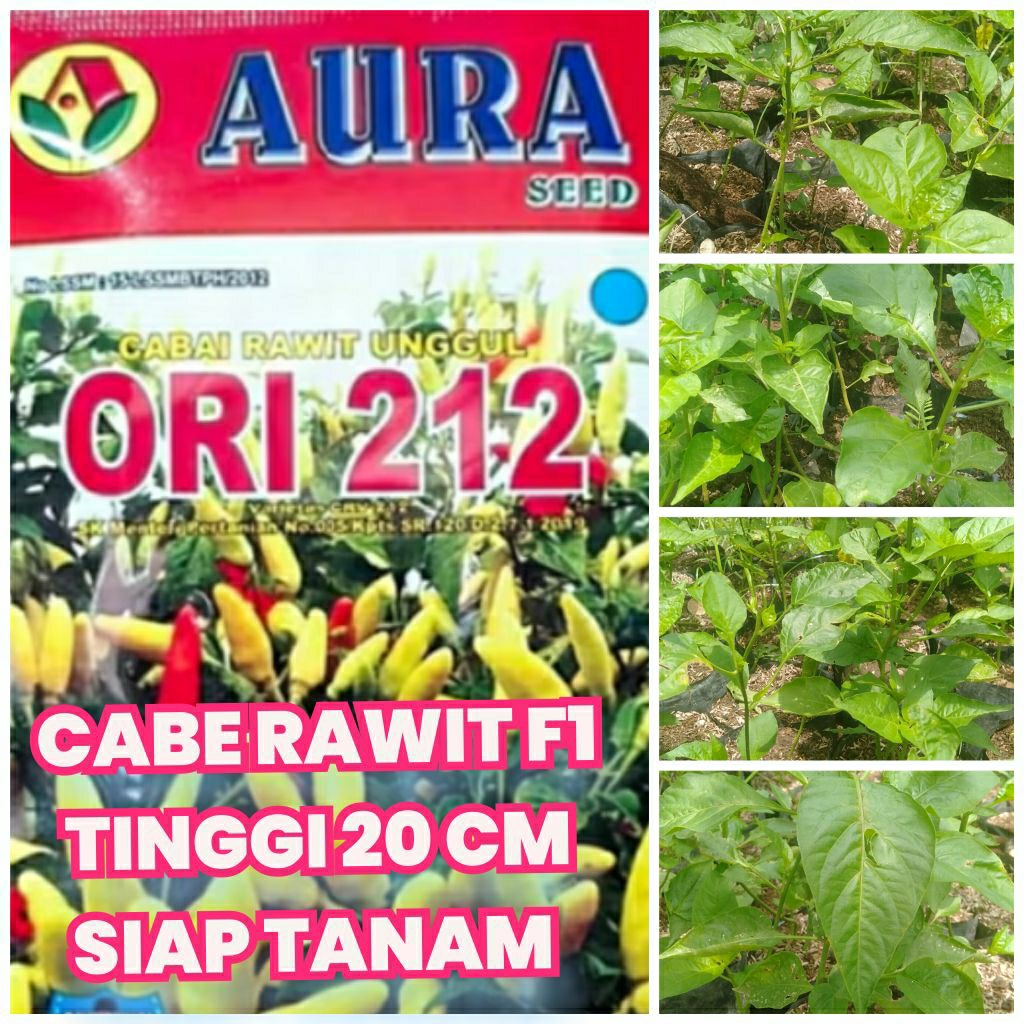 Bibit cabe rawit ORI 212 Turunan pertama F1 tinggi 20 cm