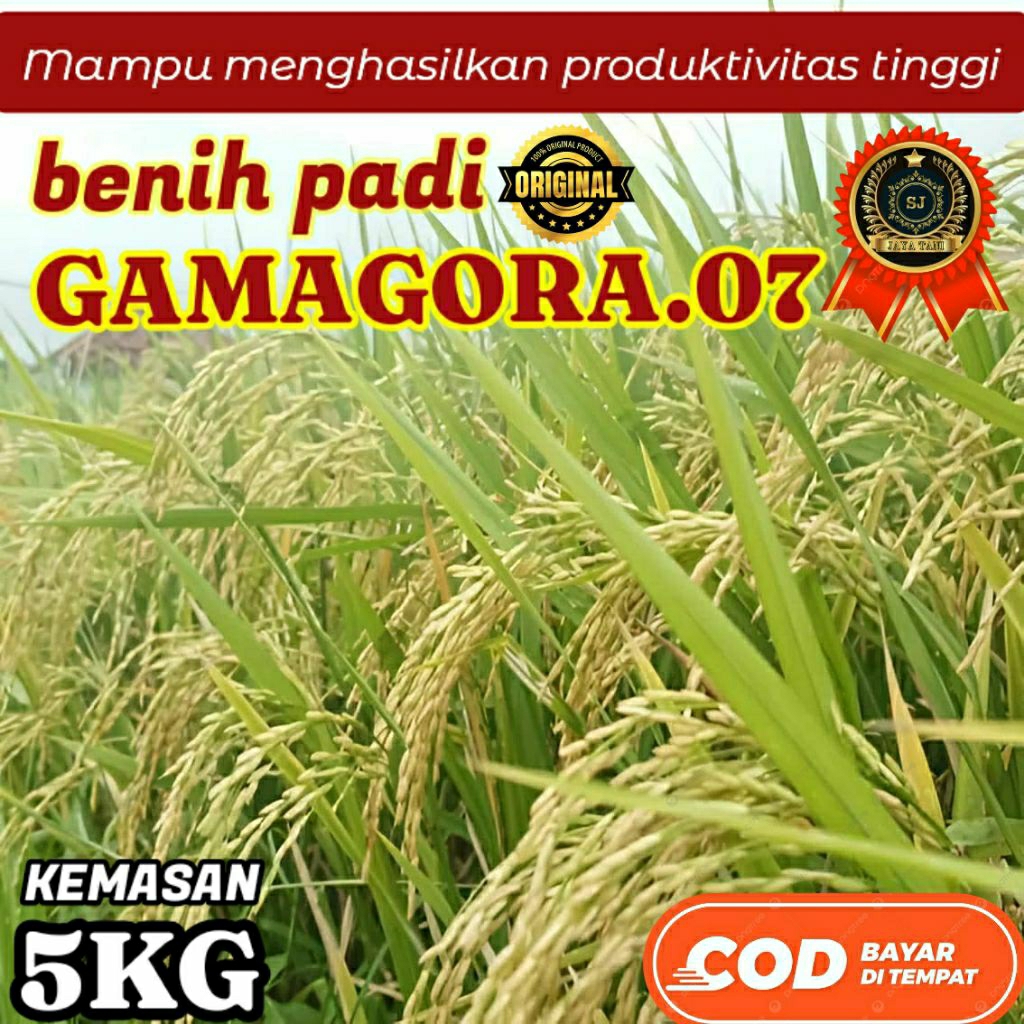 BENIH PADI (GAMAGORA 07) KEMASAN (5KG) YANG MAPU MENGHASILKAN PADI HINGGA 9,8 TON / HEKTAR (ORIGINAL