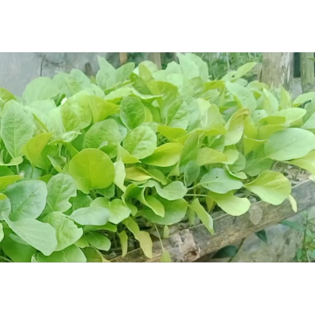 bibit terong hijau/terong lurik siap pindah tanam