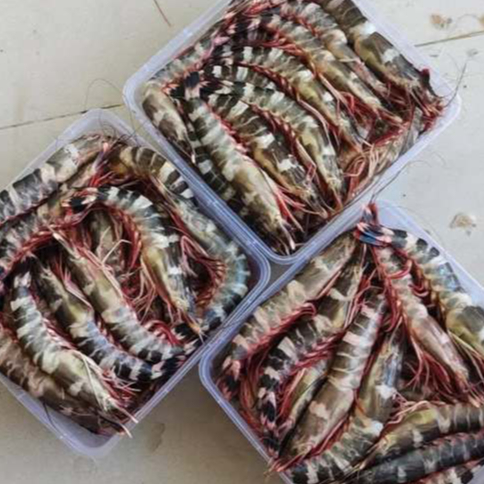 Udang 1Kg Udang Segar Udang Loreng Udang Windu Laut Seafood Udang Segar 1Kg Shrimp