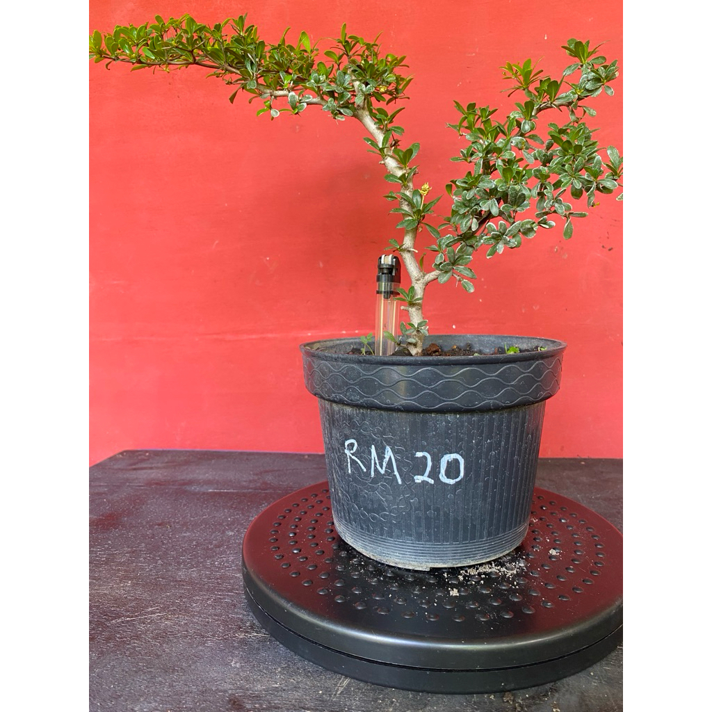 Bahan Bonsai Black Olive