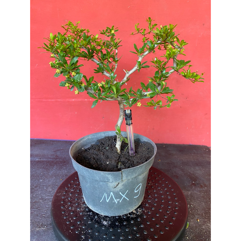 Bahan Bonsai Black Olive