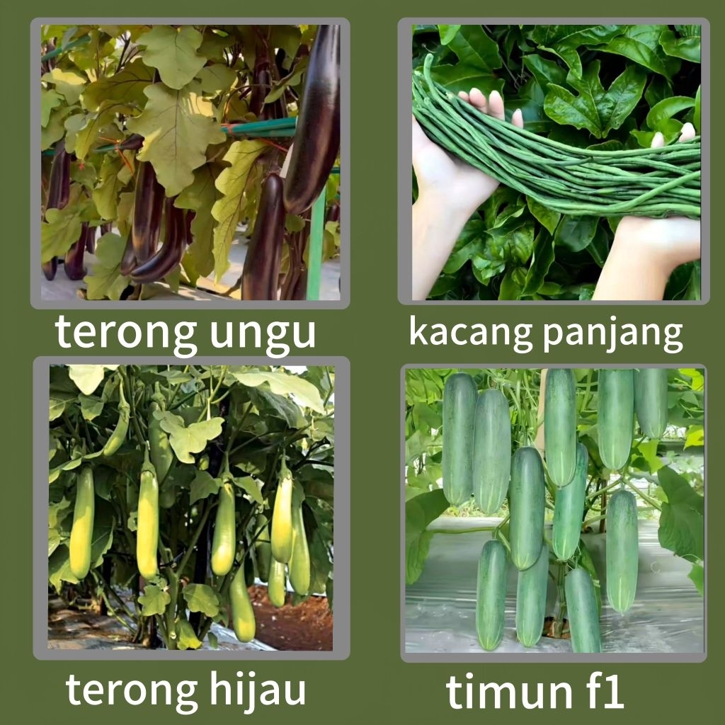Bibit kacang panjang bibit terong ungu bibit terong hijau bibit timun