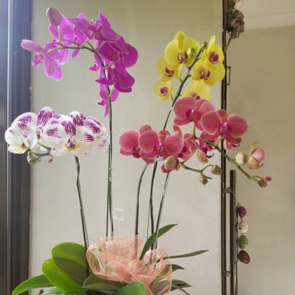 (PROMO) Tanaman hias anggrek dendrobium ORIGINAL / tanaman bunga anggrek PREMIUM ORIGINAL