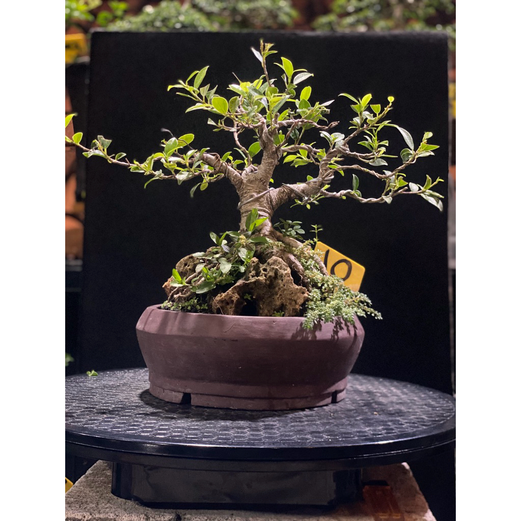 Bonsai Beringin Kimeng Small OTR