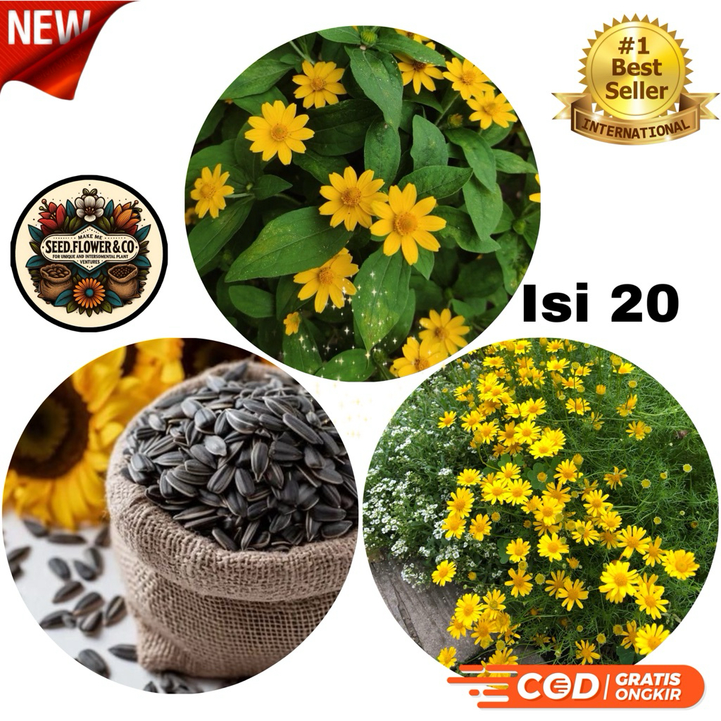 PROMO Benih biji bunga matahari mini isi 20 impor kualitas terbaik - benih tanaman hias bunga mataha