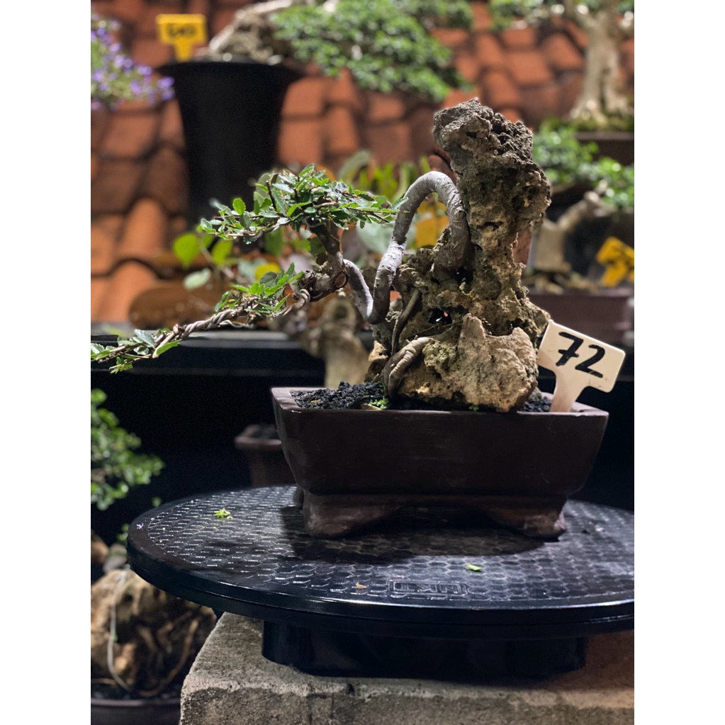 bonsai ulmus super mikro ori batu (small)