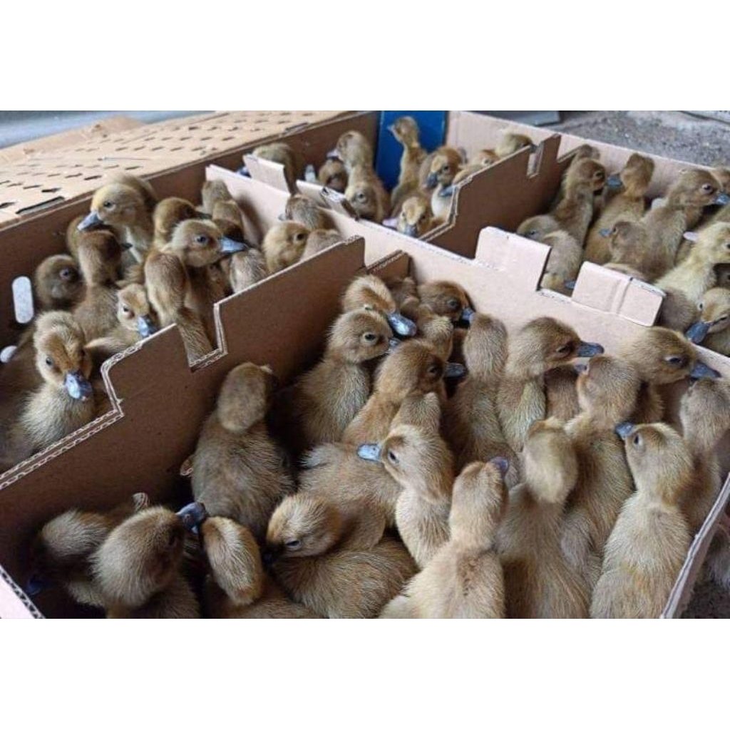 DOD Bebek Petelur Mojosari ECER