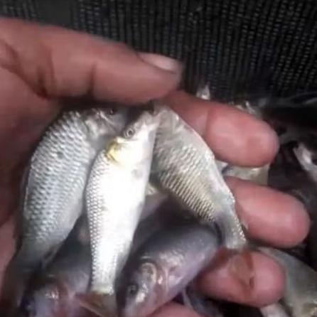 bibit ikan mas majalaya konsumsi size koregas 7-9 cm