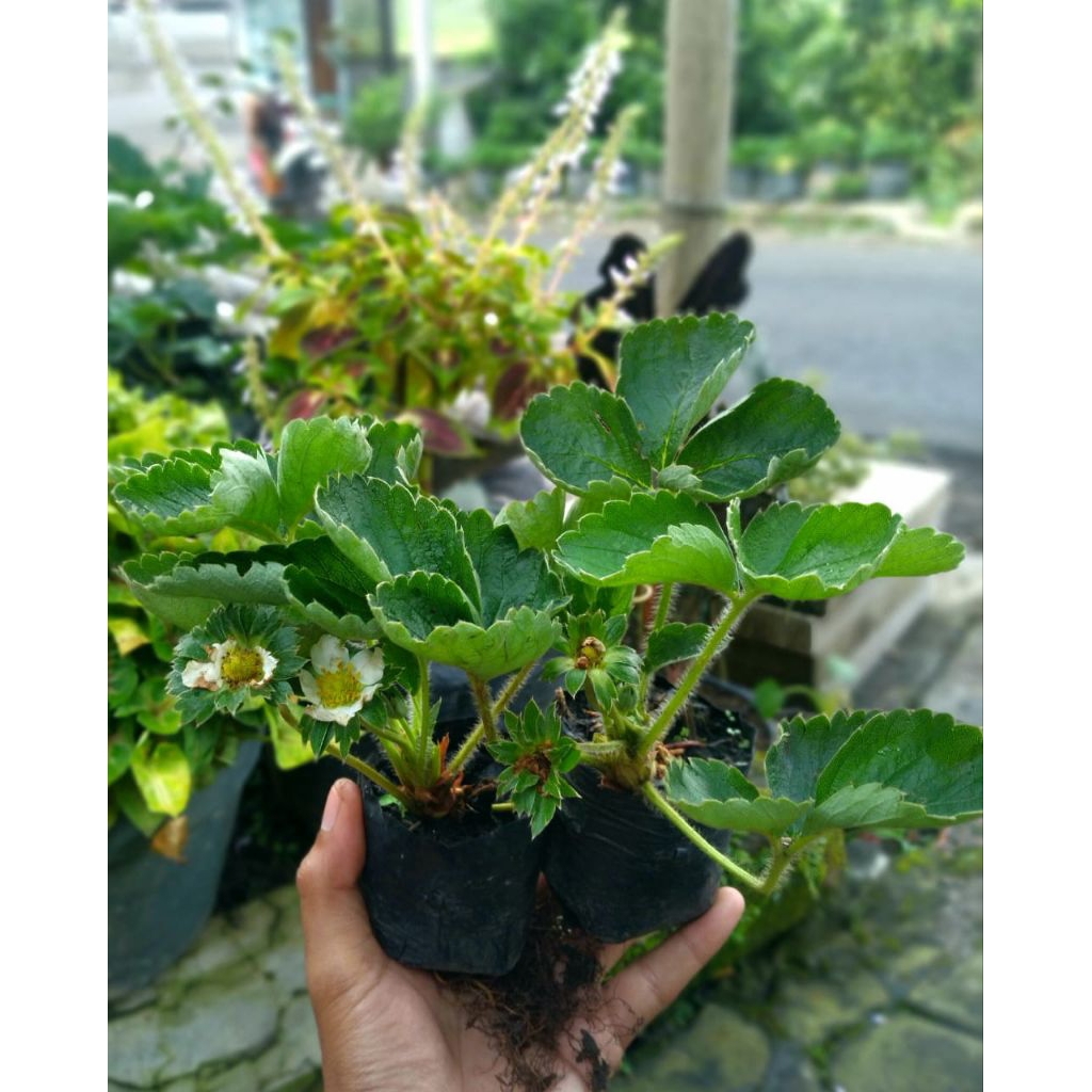 Bibit Strawberry  JUMBO x  BALI "super manis"