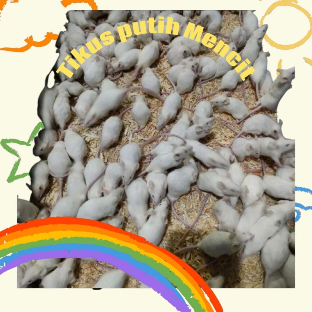 Tikus Mencit Pakan Predator - Reptile - Penelitian Medis