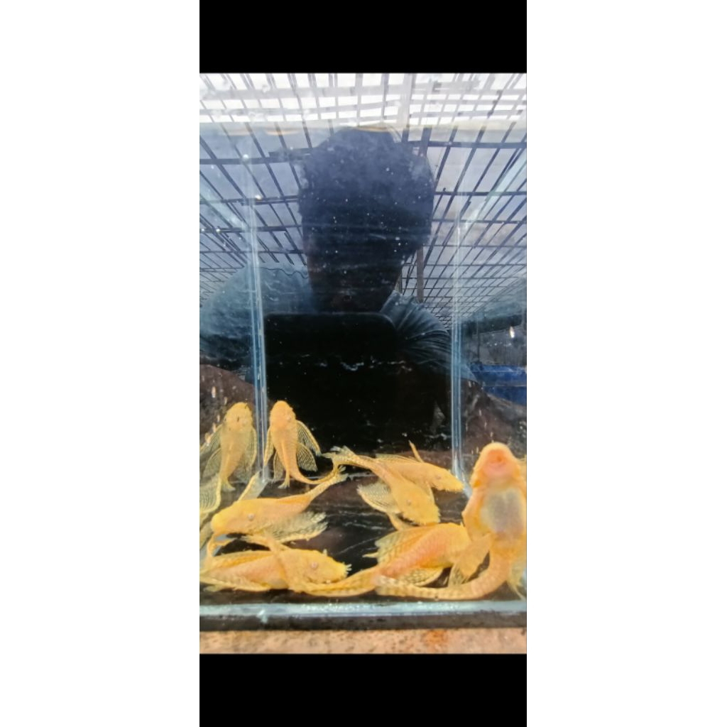 pleco broushmouth L144