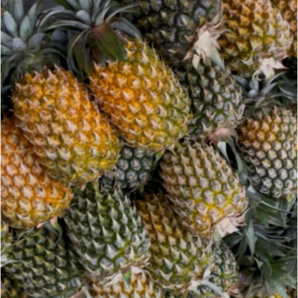 Nanas Madu 1 pcs asli Kediri