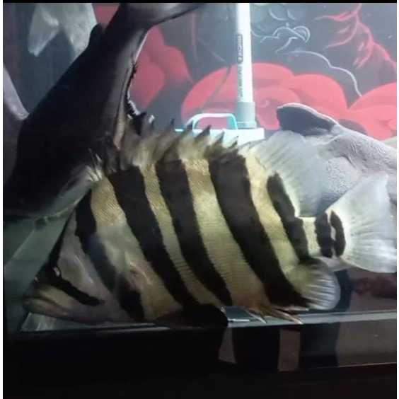 Ikan Tiger Datz Sumatera 4 bar super stabil 20 cm