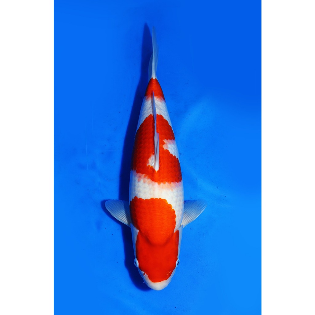 Koi Import Kohaku Marudo Koi Farm Size 44 cm